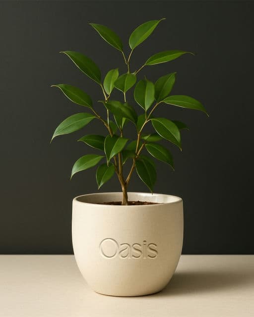 Oasis