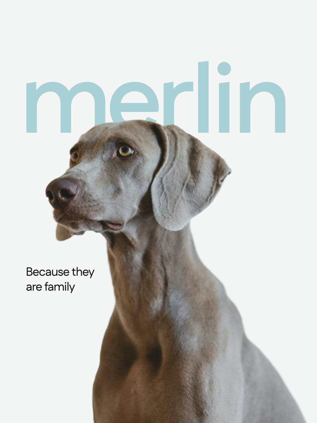 Merlin Dog Supplement – Food & Beverage identity by sumit.branding