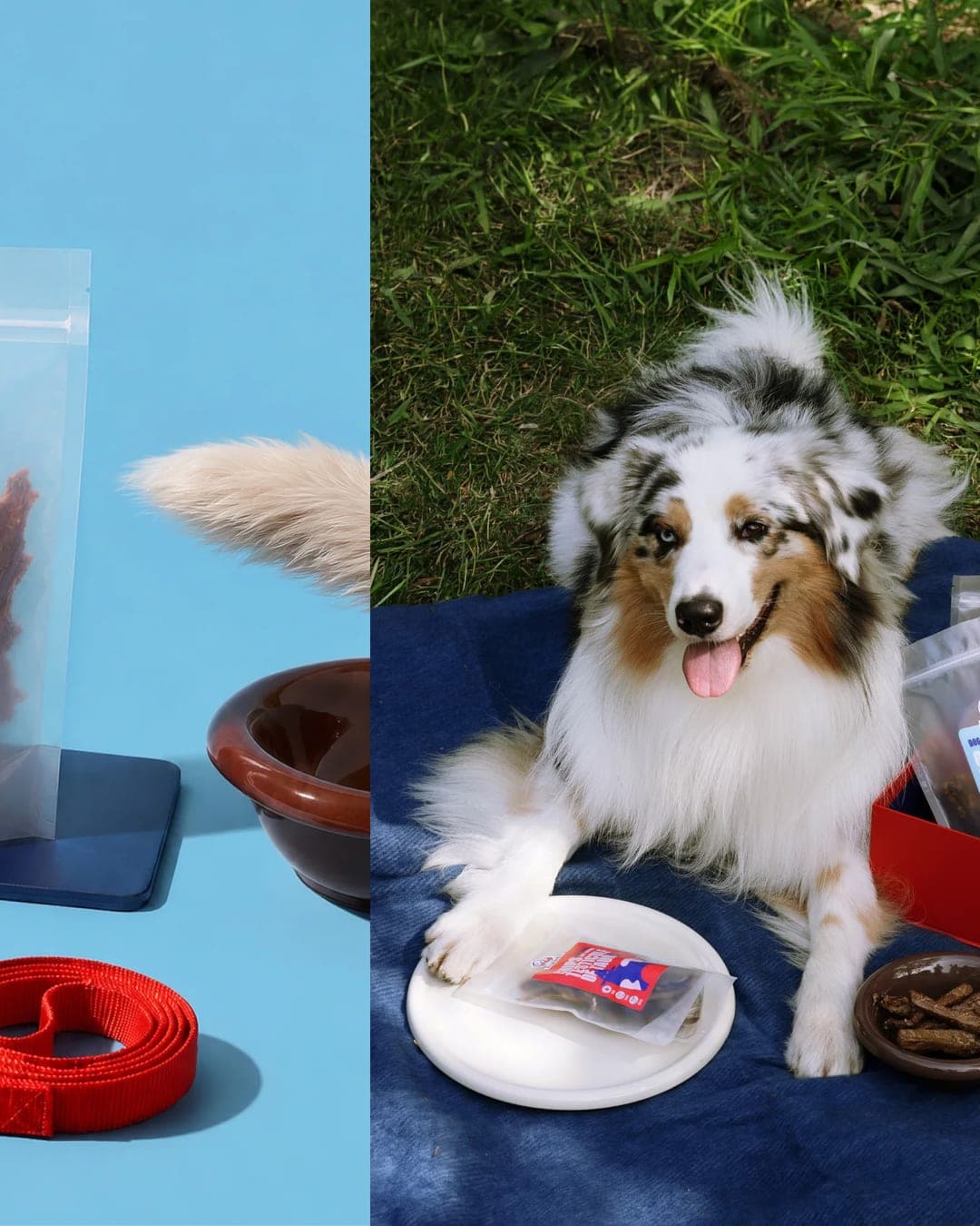 Aufpet – Pet identity by Anta Petrenco, additional view 6 of 10