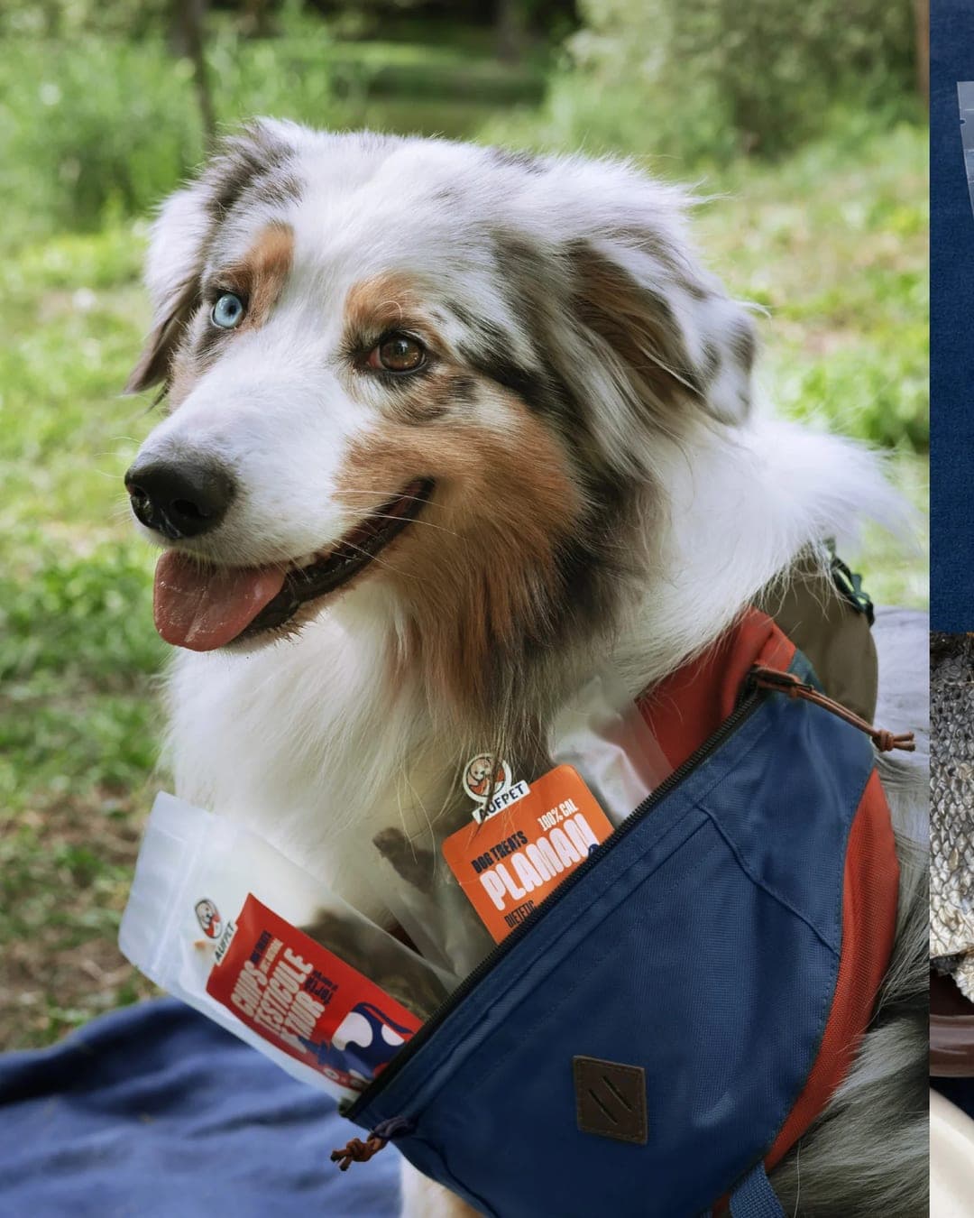 Aufpet – Pet identity by Anta Petrenco, additional view 9 of 10