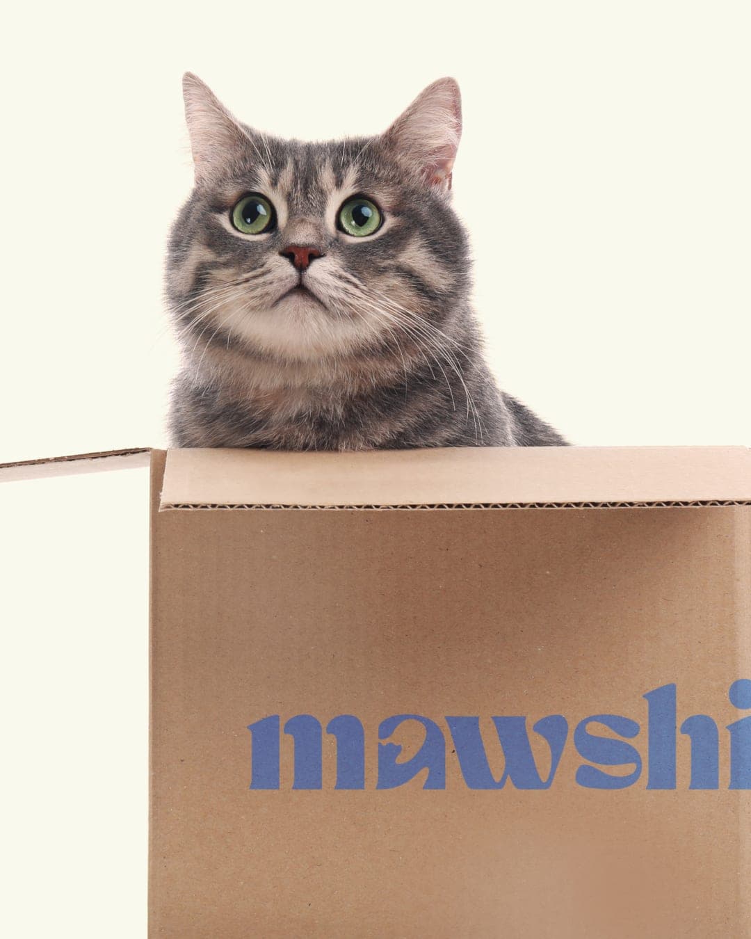 mawshi – Pet identity by Devalok, additional view 10 of 10